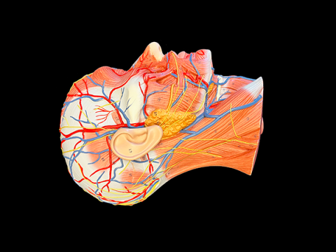 Color model of a human head showing muscles and nerves