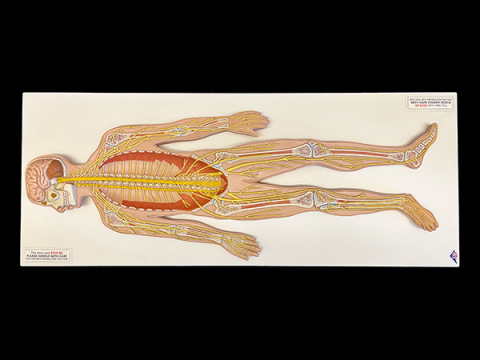 Half size color model of central nervous system